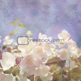 background with flowers of jasmine