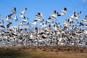 Snow Geese take Flight