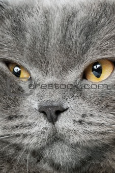 Closeup photo of a quiet British cat