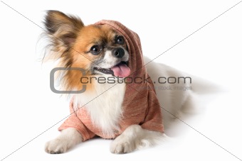 Papillon dog breed in the hood