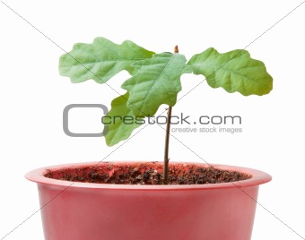 young plant isolated on the white background.