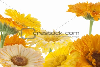 calendula