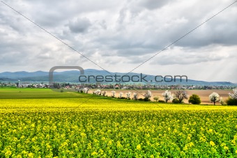 Flowering fields and alleys