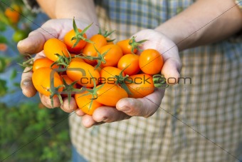 hand holding fresh small tomato