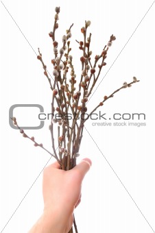 Man's hand holding a bunch of catkins
