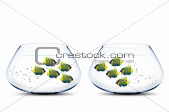 Two groups of angelfish in fishbowls 