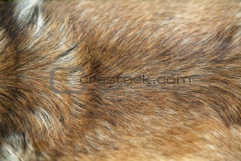 Golden dog fur