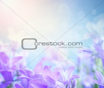 Campanula floral background