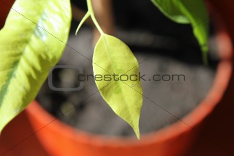 The young green leaves of spring ficus