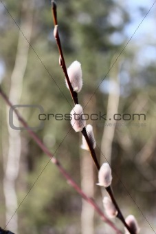 Beautiful spring willow branches