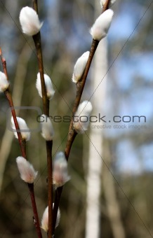 Beautiful spring willow branches