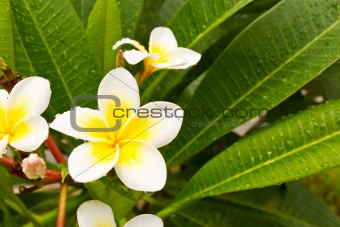 Lan Thom White flowers