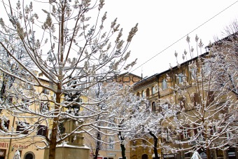 Snowy trees in Rome (Italy).