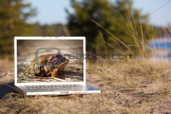 Outdoor laptop and mating frogs