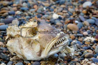 Skeleton big fish
