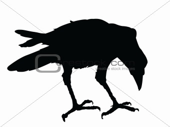 Vector raven
