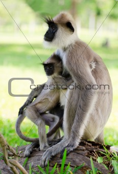 Wild monkey with baby