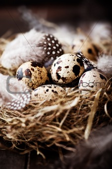 Quail's Eggs and Feathers in a Easter Nest