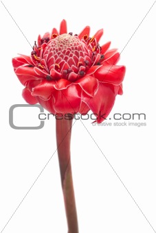 Single Tropical flower torch ginger against white background