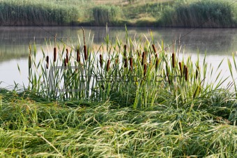 fishing on green reed