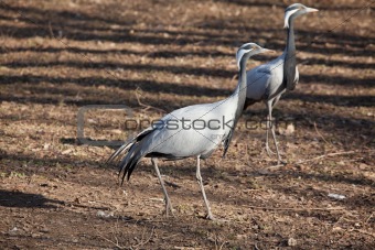 two herns heron