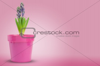 hyacinth decorative background