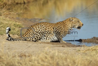 Leopard at waterhole