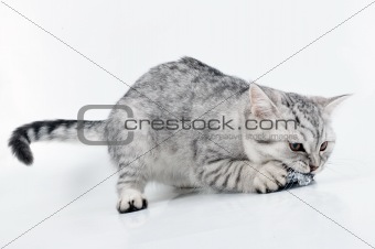  young grey white Scottish kitten playing