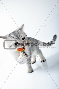  grey white Scottish kitten playing