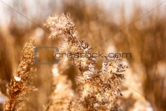 dried reed in the winter