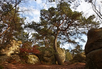 The forest of Fontainebleau