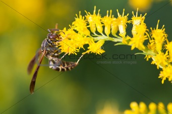 Wasp on Goldenrod