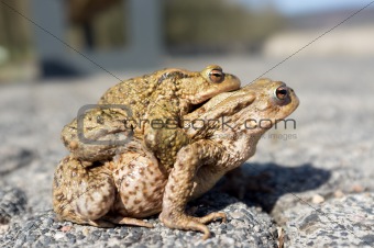 Mating toads