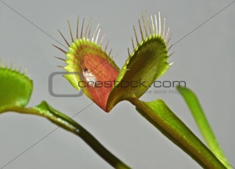 carnivorous plant with digested mosquito