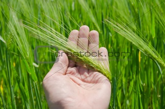 green barley in hand