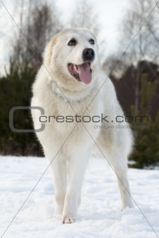 Central asian shepherd dog breed is on the snow