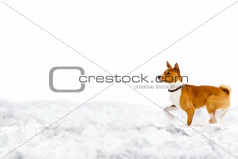 Dog in snow on white