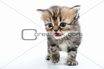 cute small kitten walking towards