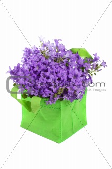 campanula blue , it is isolated on white