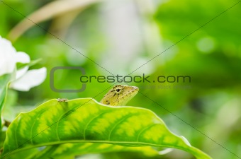 Lizard in green nature