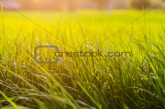grass at sunset