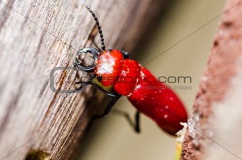 red bug and wood