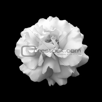 black and white flower rose.