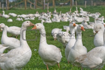 Free range geese