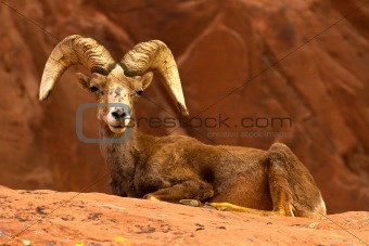 Desert Big Horn Ram Sheep on Red Rocks