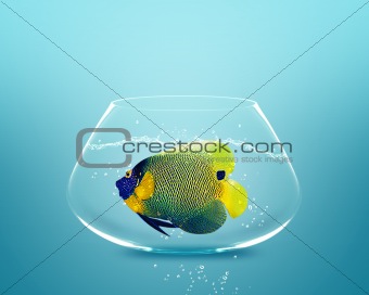angelfish in small bowl