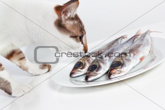 Cat smelling a fish on the table. In the kitchen.
