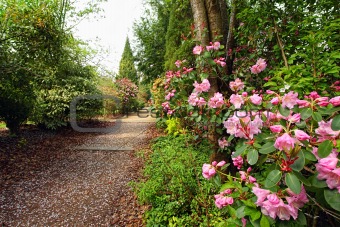 Beautiful park with azalea flowers in the Springtime 