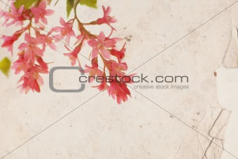 Pink flowers on old paper background 