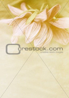 Beautiful vintage background with dahlia 